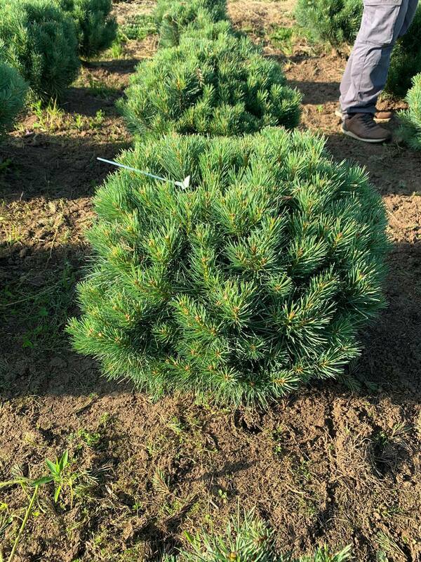 Сосна обыкновенная Ватерери (Pinus sylvestris 'Watereri')