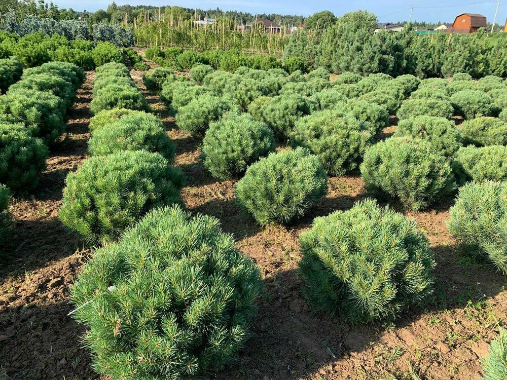 Сосна обыкновенная Ватерери (Pinus sylvestris 'Watereri')