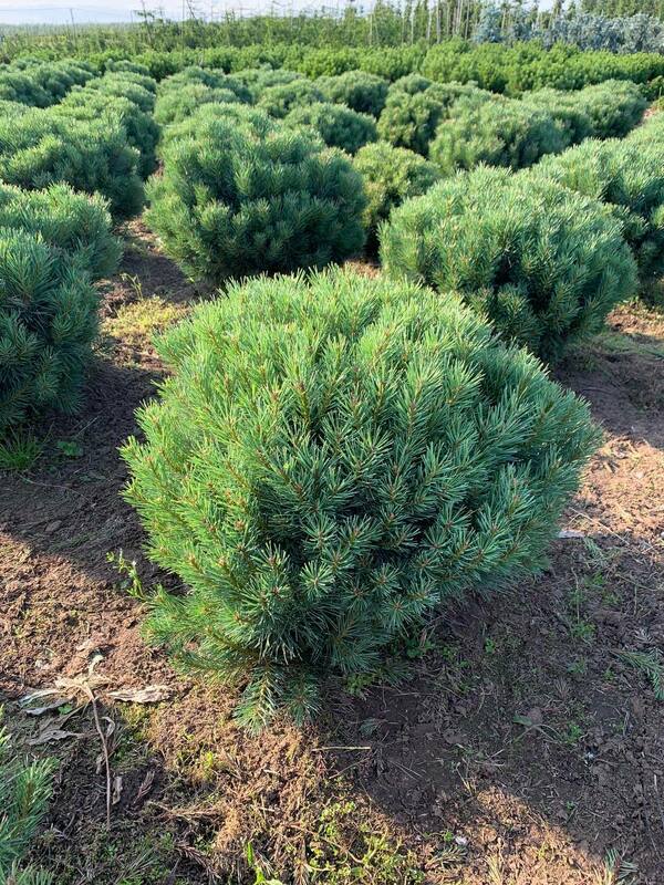Сосна обыкновенная Ватерери (Pinus sylvestris 'Watereri')