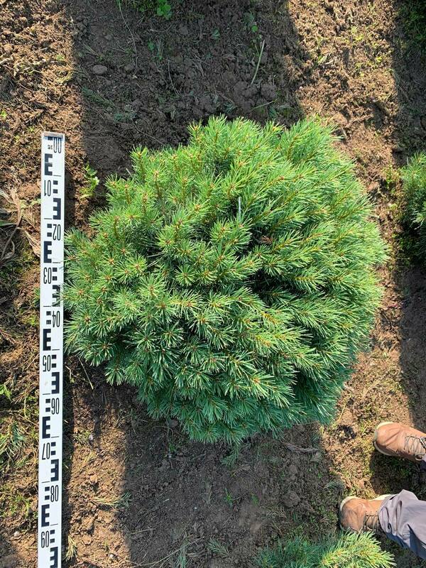Сосна обыкновенная Ватерери (Pinus sylvestris 'Watereri')