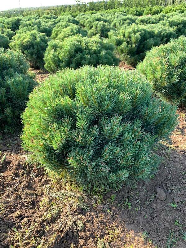 Сосна обыкновенная Ватерери (Pinus sylvestris 'Watereri')