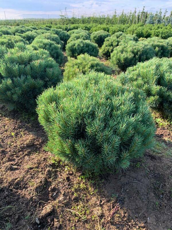 Сосна обыкновенная Ватерери (Pinus sylvestris 'Watereri')