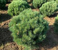 Сосна обыкновенная Ватерери (Pinus sylvestris 'Watereri')