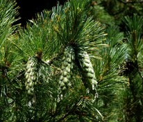 Сосна румелийская (балканская) (Pinus peuce)