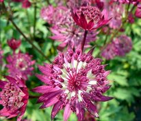 Астранция крупная Примадонна (Astrantia major 'Primadonna')