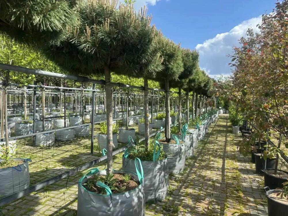 Сосна чёрная (австрийская) (Pinus nigra)