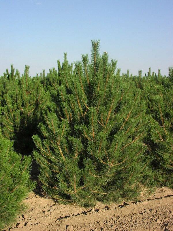 Сосна чёрная (австрийская) (Pinus nigra)