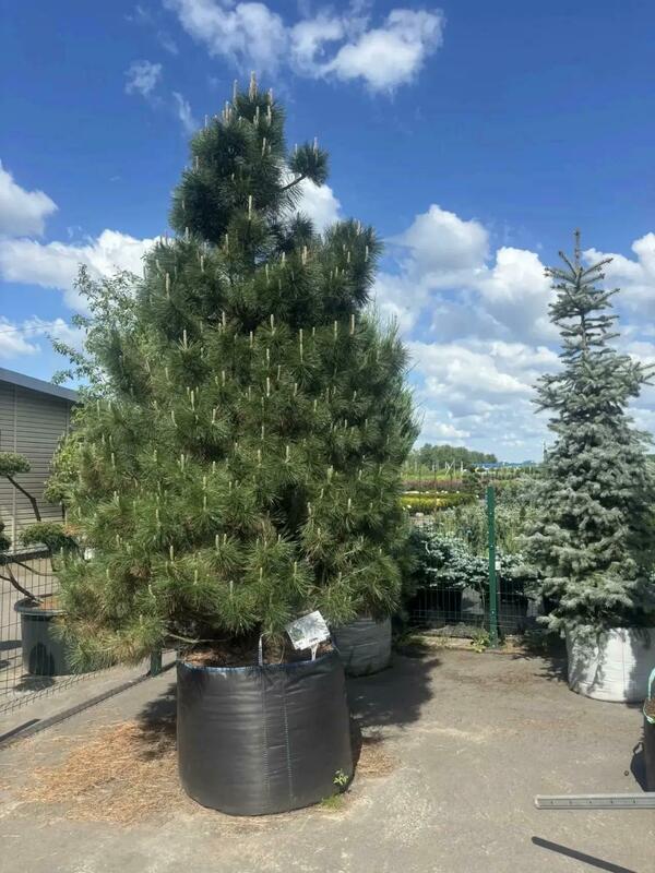 Сосна чёрная (австрийская) (Pinus nigra)
