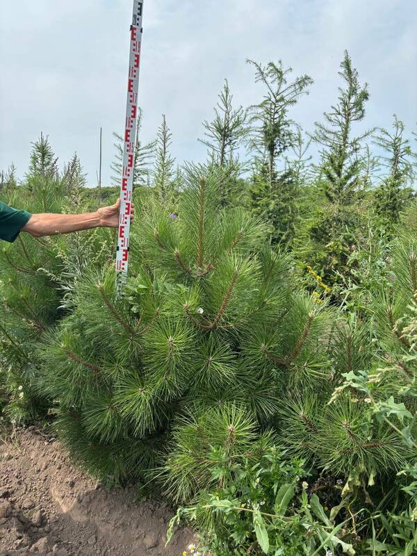 Сосна чёрная (австрийская) (Pinus nigra)