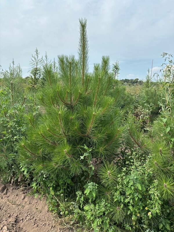 Сосна чёрная (австрийская) (Pinus nigra)