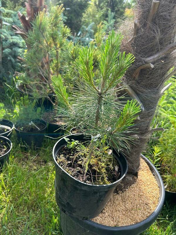 Сосна чёрная (австрийская) (Pinus nigra)