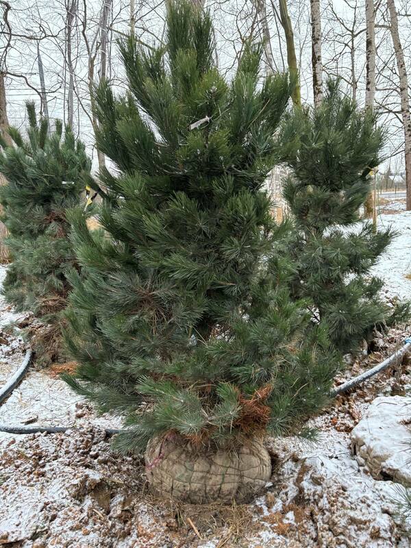 Сосна чёрная (австрийская) (Pinus nigra)