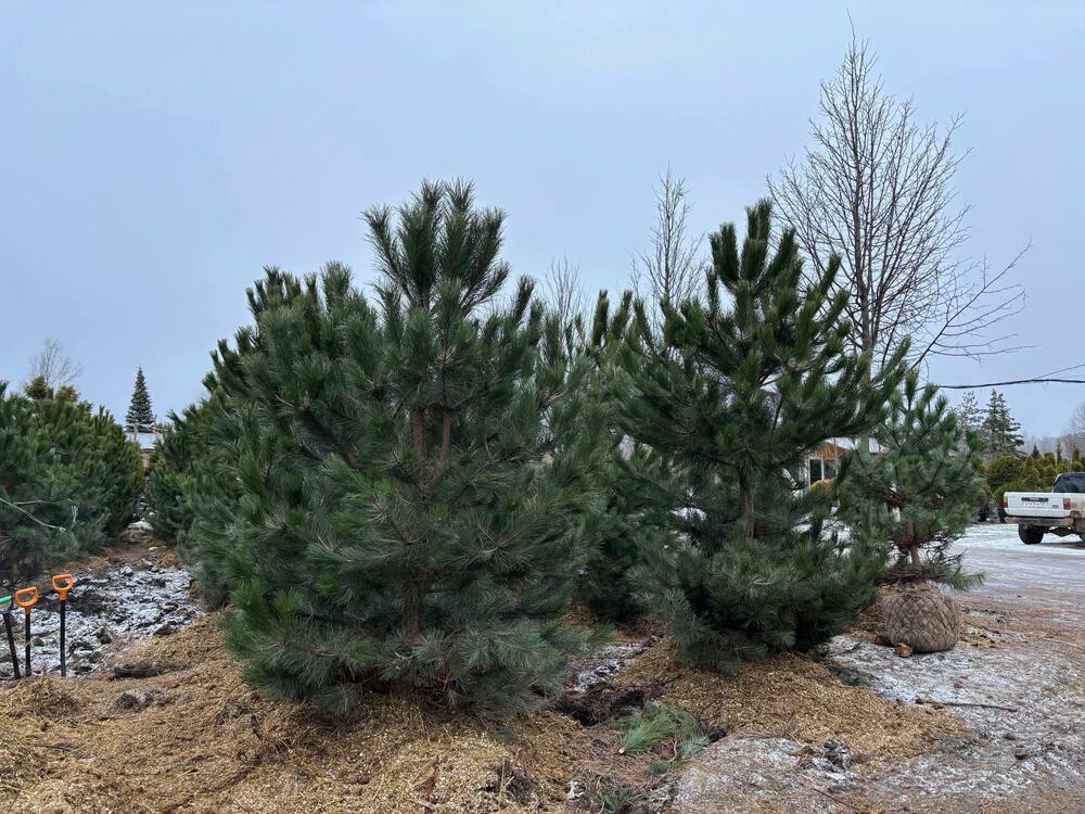 Сосна чёрная (австрийская) (Pinus nigra)