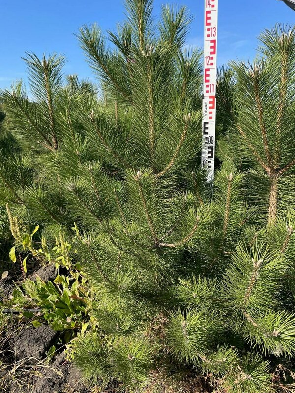 Сосна чёрная (австрийская) (Pinus nigra)