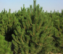 Сосна чёрная (австрийская) (Pinus nigra)