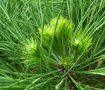 Сосна чёрная Спилберг (Pinus nigra 'Spielberg')