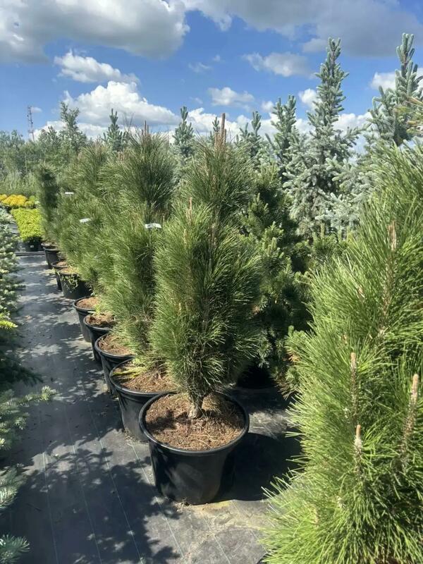 Сосна чёрная Грин Тауэр (Pinus nigra 'Green Tower')