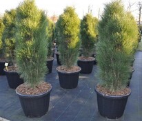 Сосна чёрная Грин Тауэр (Pinus nigra 'Green Tower')