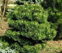 Сосна чёрная Хорниброкиана (Pinus nigra 'Hornibrookiana')