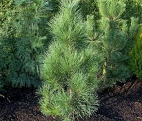 Сосна чёрная Пирамидалис (Pinus nigra 'Pyramidalis')