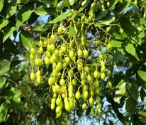 Софора японская (Sophora japonica)