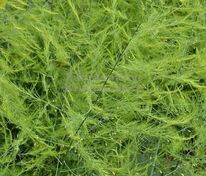 Спаржа Гийнлим (Asparagus officinalis 'Gijnlim')