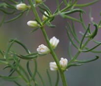 Спаржа шобериевидная (Asparagus schoberioides)