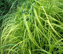 Спартина Мишо Ауреомаргината (Spartina pectinata 'Aureomarginata')