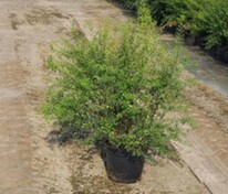 Спирея Аргута (Spiraea x arguta)