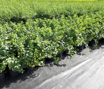 Спирея березолистная Тор (Spiraea betulifolia 'Tor')