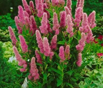 Спирея Билларда (Spiraea x billardii)