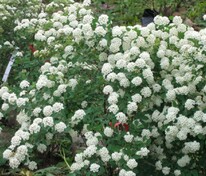 Спирея Вангутта (Spiraea x vanhouttei)