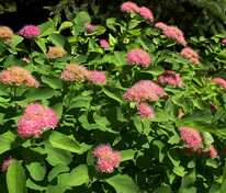 Спирея густоцветковая (блестящая) Денсифлора (Spiraea densiflora 'Densiflora')