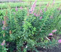 Спирея иволистная (Spiraea salicifolia)