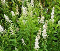 Спирея иволистная Альба (Spiraea salicifolia 'Alba')