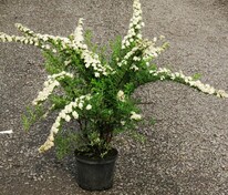Спирея ниппонская Сноумаунд (Spiraea nipponica 'Snowmound')