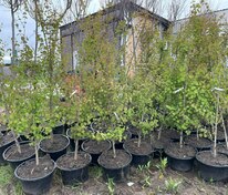 Багрянник японский (Cercidiphyllum japonicum)