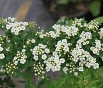 Спирея ниппонская Халвард Сильвер (Spiraea nipponica 'Halward\'s Silver')