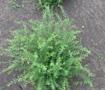 Спирея серая (Spiraea x cinerea)