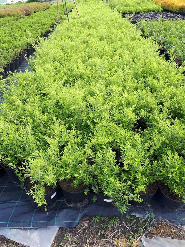 Спирея серая (пепельная) Грефшейм (Spiraea x cinerea 'Grefsheim')
