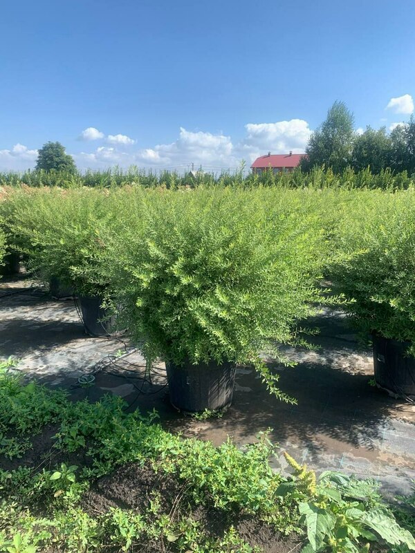 Спирея серая (пепельная) Грефшейм (Spiraea x cinerea 'Grefsheim')