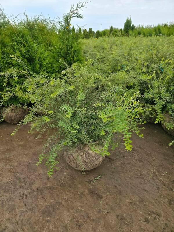 Спирея серая (пепельная) Грефшейм (Spiraea x cinerea 'Grefsheim')