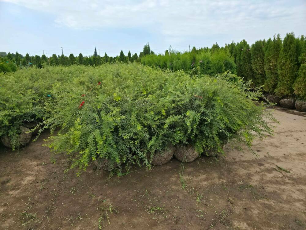 Спирея серая (пепельная) Грефшейм (Spiraea x cinerea 'Grefsheim')
