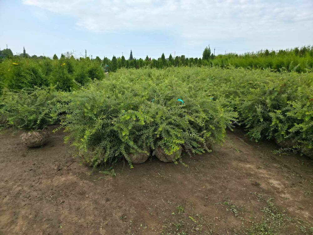 Спирея серая (пепельная) Грефшейм (Spiraea x cinerea 'Grefsheim')