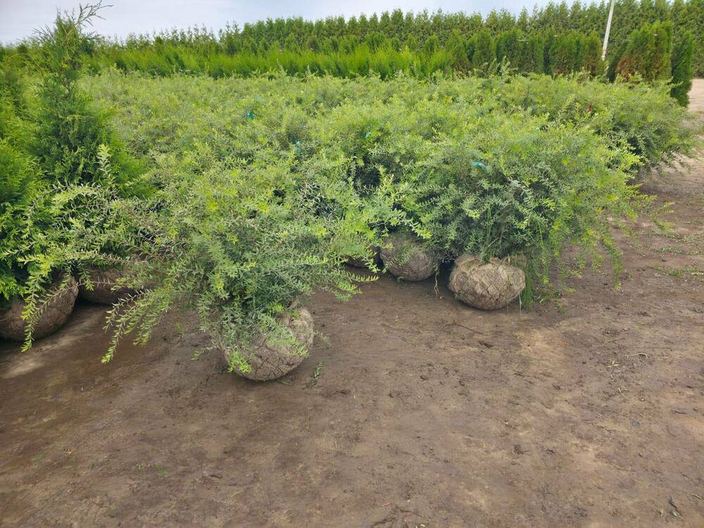 Спирея серая (пепельная) Грефшейм (Spiraea x cinerea 'Grefsheim')