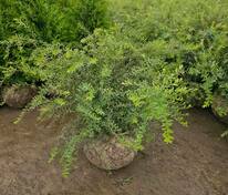 Спирея серая (пепельная) Грефшейм (Spiraea x cinerea 'Grefsheim')