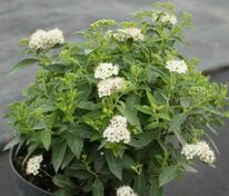 Спирея японская Альбифлора (Spiraea japonica 'Albiflora')