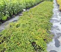 Стефанандра надрезаннолистная Криспа (Stephanandra incisa 'Crispa')