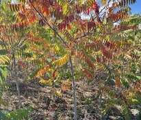 Сумах уксусный (Rhus typhina)