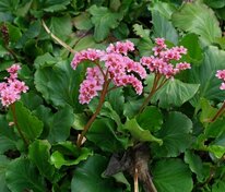 Бадан сердцелистный (Bergenia cordifolia)
